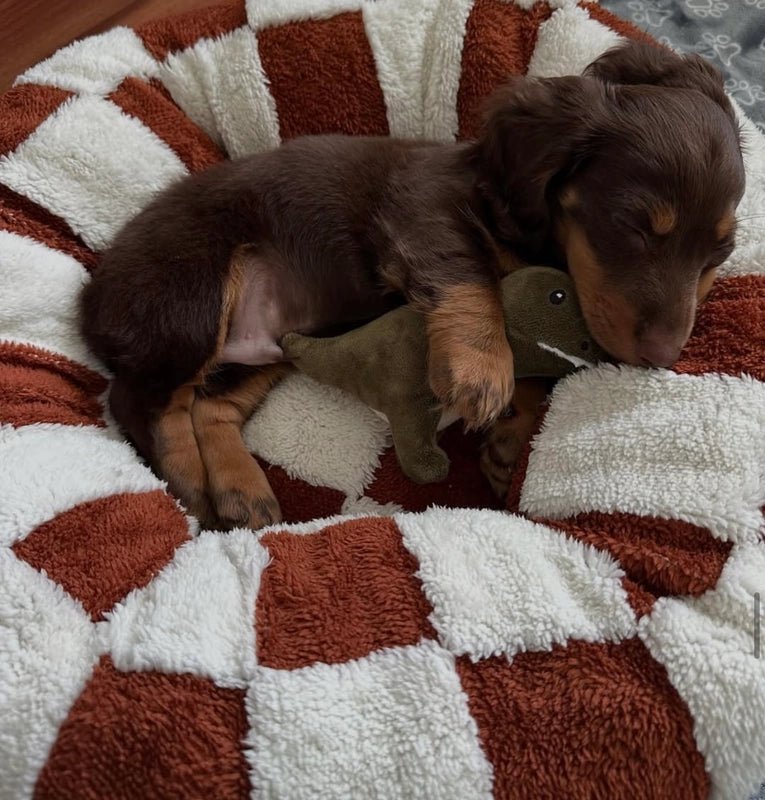 MIAYLUNE Orthopedic Calming Dog Bed - Ultimate Comfort for Your Pet - MIAYLUNE