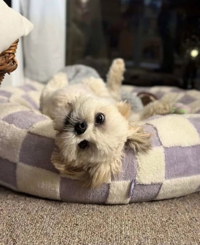 MIAYLUNE Orthopedic Calming Dog Bed - Ultimate Comfort for Your Pet - MIAYLUNE